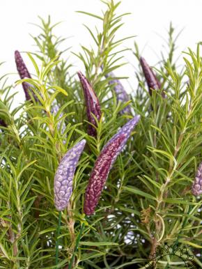 Lavendel