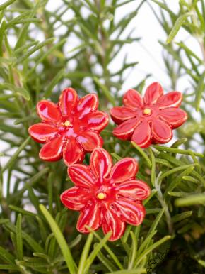 Mini Margerite - Rot