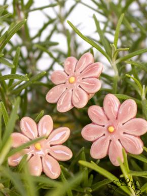 Mini Margerite - Rosa