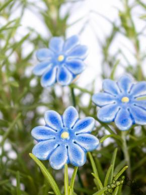 Mini Margerite - Hellblau