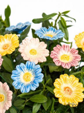 Gänseblümchen