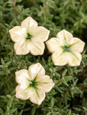 Mini Mirabilis - Weiß