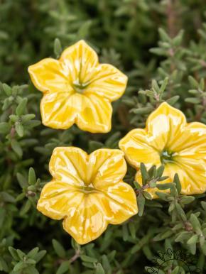 Mini Mirabilis - Gelb
