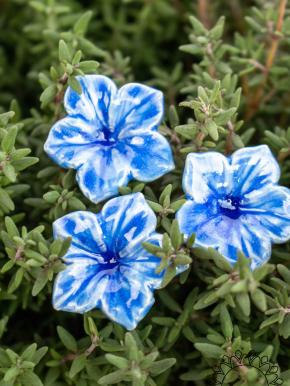 Mini Mirabilis - Blau