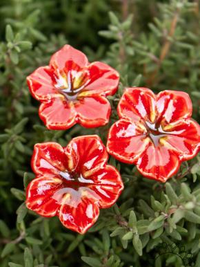 Mini Mirabilis - Rot