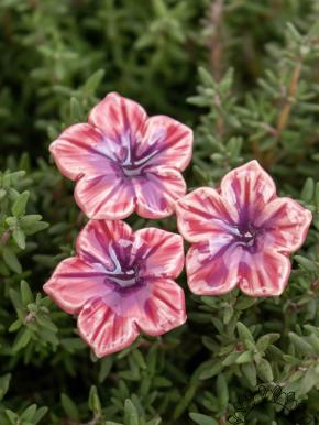 Mini Mirabilis - Rosa