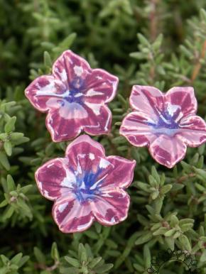 Mini Mirabilis - Lila