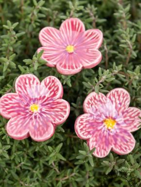 Afrikanisches Veilchen - Rosa