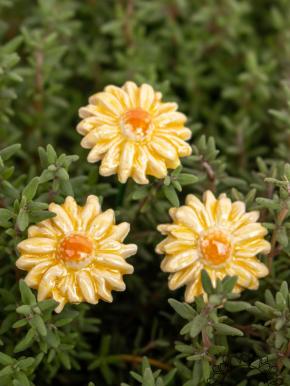 Mini Magerwiesen Margerite - Gelb