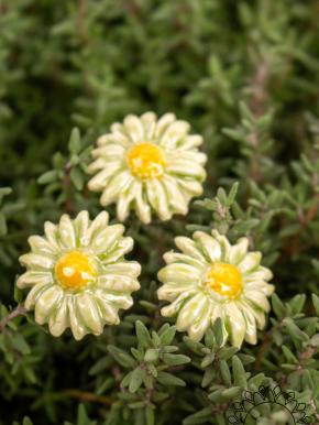 Mini Magerwiesen Margerite - Grün