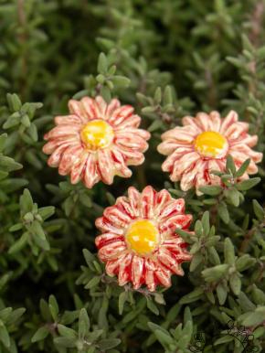 Mini Magerwiesen Margerite - Rot