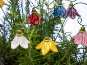 Colorful bellflowers from ceramic
