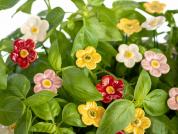 Strawberry flowers from ceramic for green plants