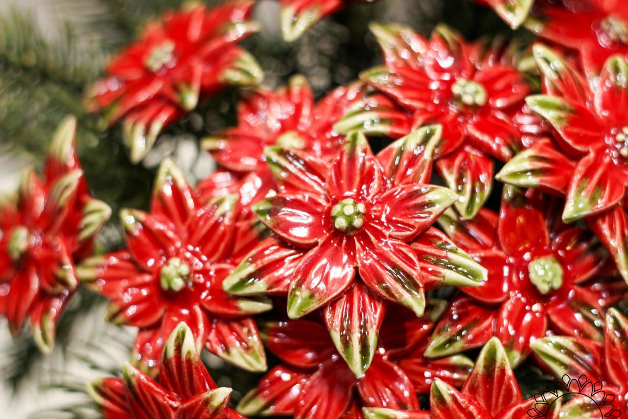 alstroemeria psittacina 'variegata' Alstroemeria psittacina 'Royal Star'  Far Reaches Farm