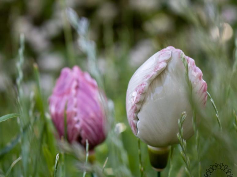 Tulpe - Weiß
