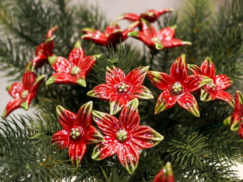 Sternblume
