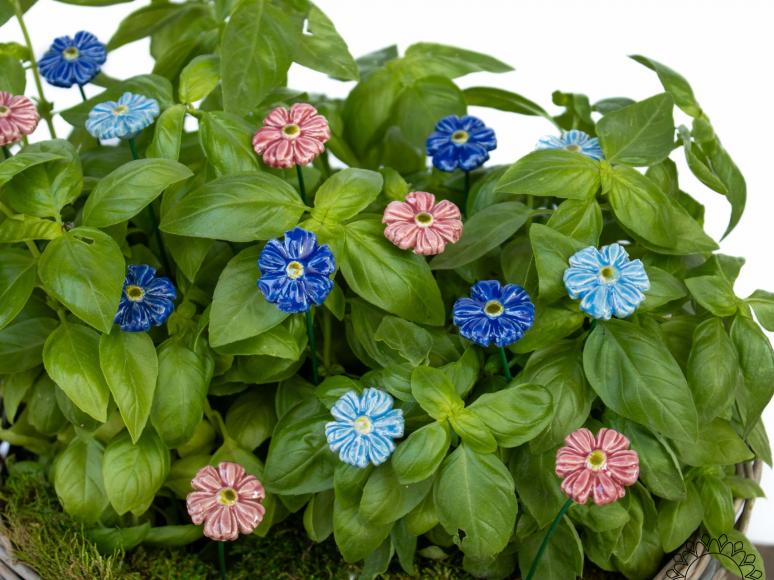 Mini Kornblume