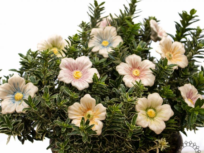 Kirschblüte