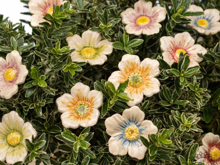 Kleine Kirschblüte 