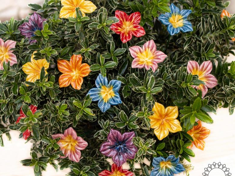 Mirabilis