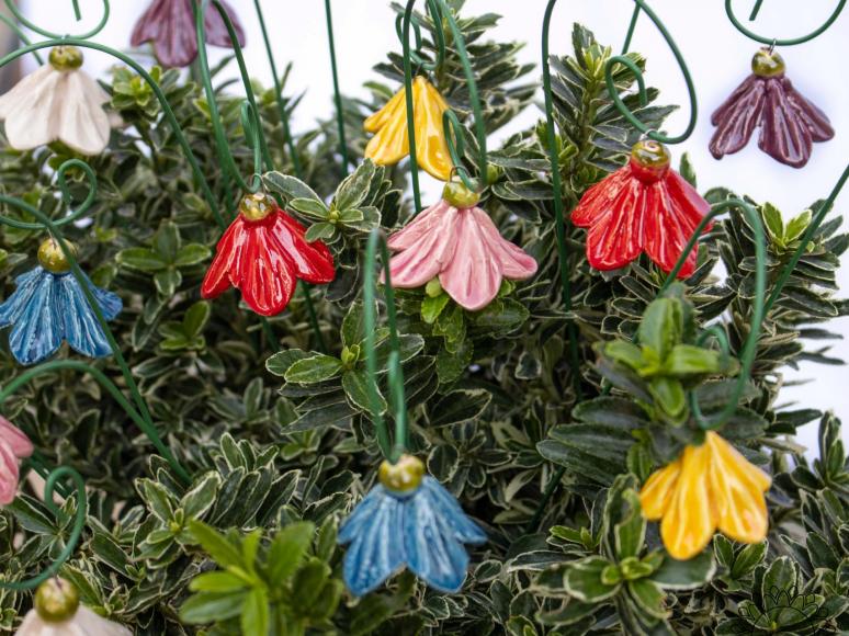 Mini Hängende Glockenblume