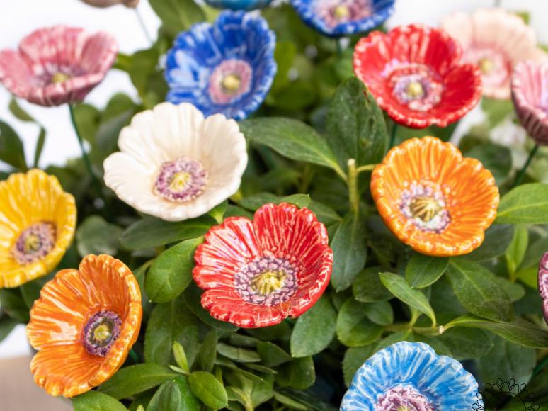 Kleiner Gartenmohn
