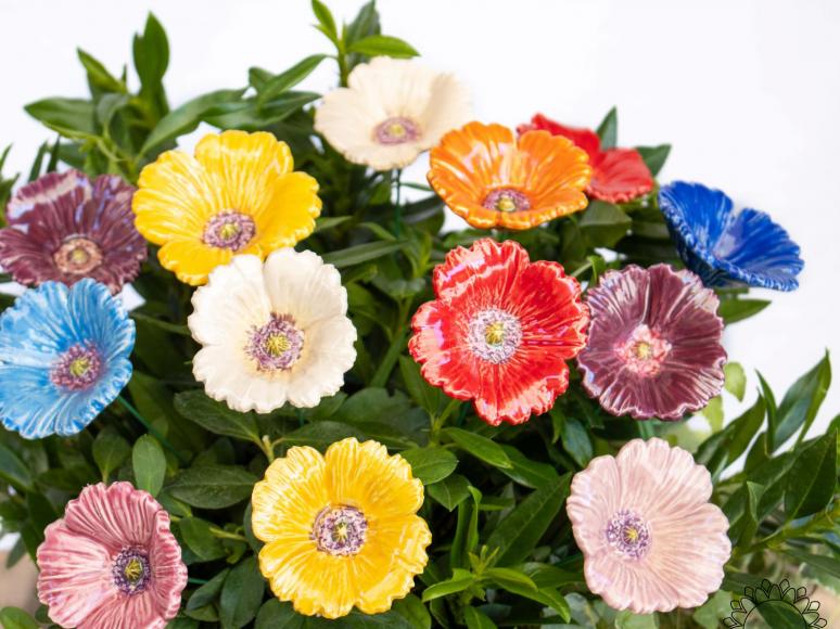 Gartenmohn