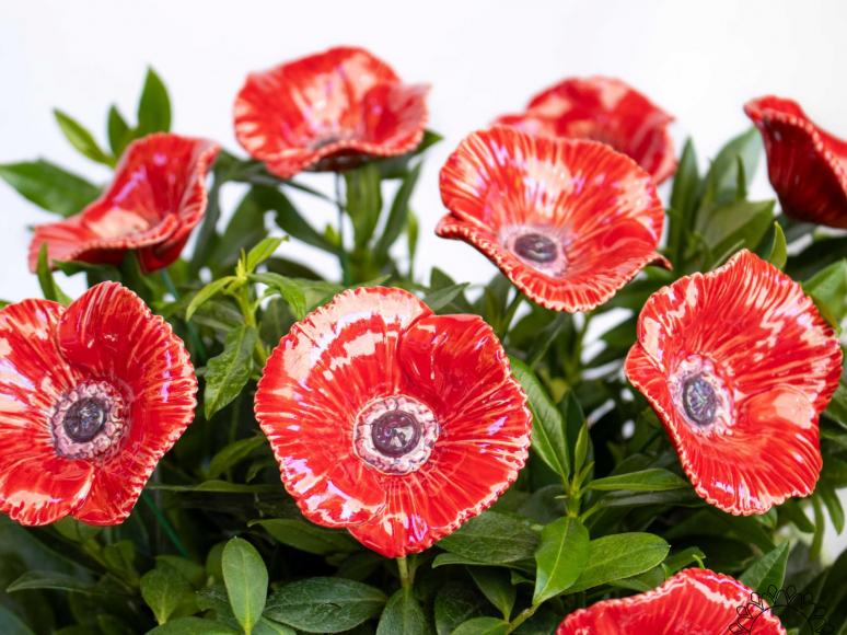 Mohnblume