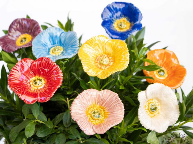 Türkischer Mohn