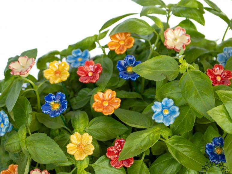 Primula