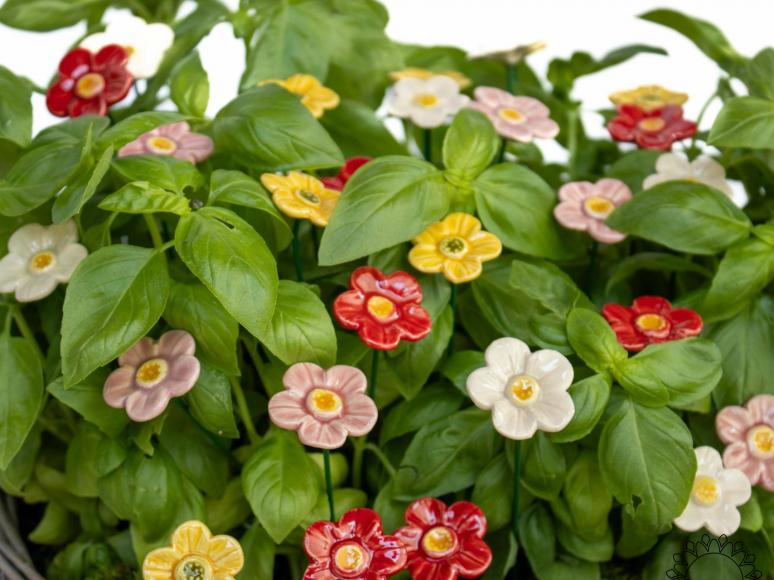 Erdbeere Blüte