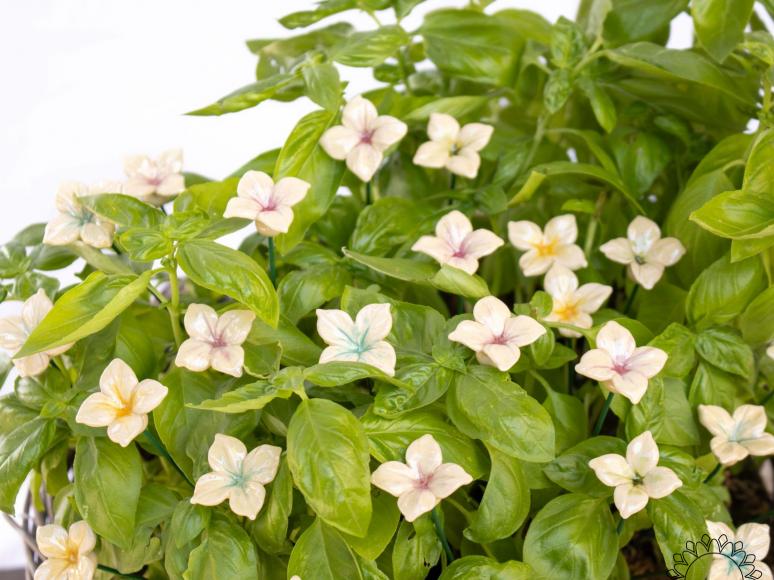 Hortensia