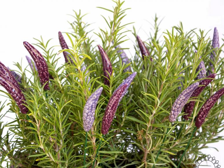Lavendel