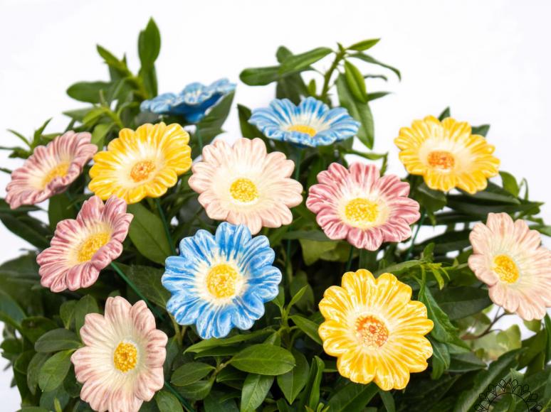 Gänseblümchen