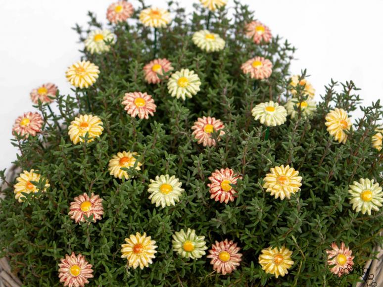 Mini Magerwiesen Margerite