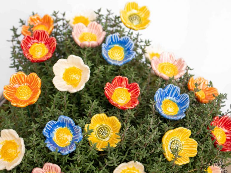 Heckenrose