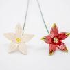 Sternblume