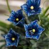 Enzian - Blau