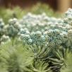 Eisblume