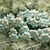Eisblume