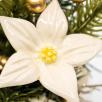 Sternblume