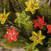 Weihnachtsblume
