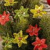 Weihnachtsblume