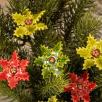 Weihnachtsblume