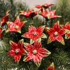 Sternblume
