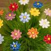 Kleine Margerite