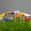 Kleine Margerite