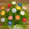 Kleine Margerite