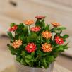 Kleine Margerite