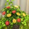 Kleine Margerite